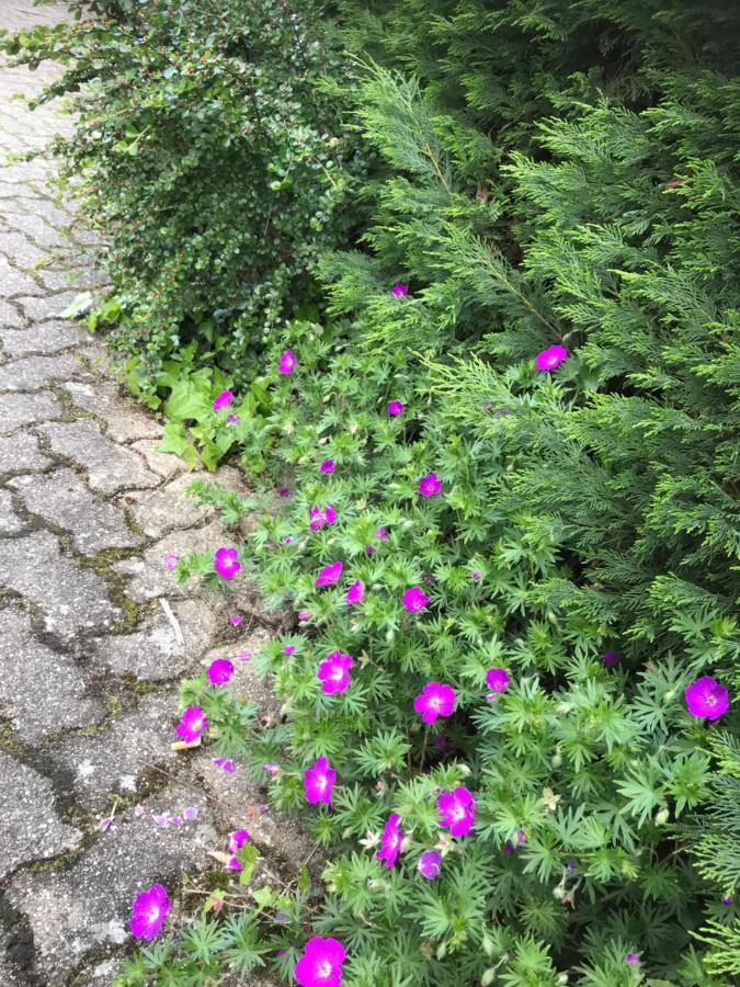 Appart Les Cerises Entre Strasbourg Et Haguenau Bischwiller Kültér fotó